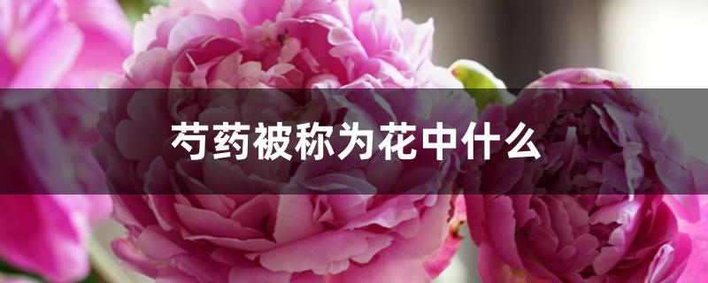 芍药被称为花中什么 芍药被称为花中什么