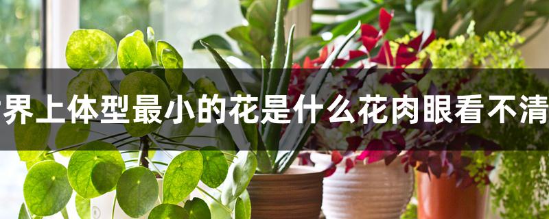 世界上体型最小的花是什么花肉眼看不清楚 世界上体型最小的花是什么花肉眼看不清楚