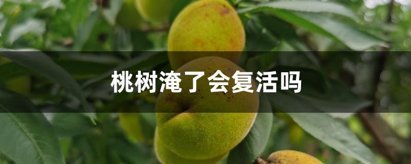 桃树淹了会复活吗 桃树淹了会复活吗