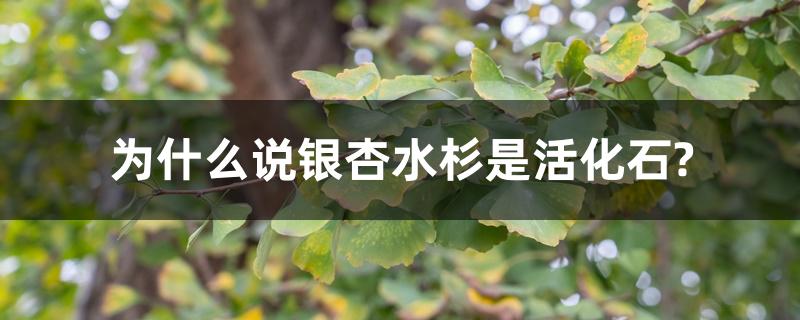 为什么说银杏水杉是活化石? 为什么说银杏水杉是活化石?