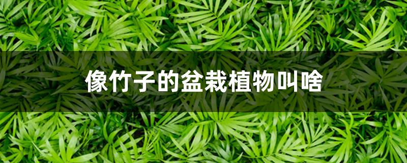 像竹子的盆栽植物叫啥 像竹子的盆栽植物叫啥
