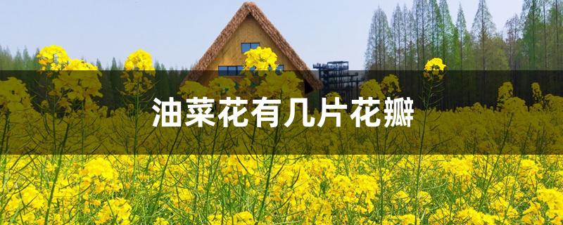 油菜花有几片花瓣 油菜花有几片花瓣