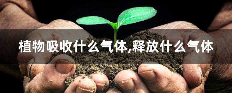 植物吸收什么气体,释放什么气体 植物吸收什么气体,释放什么气体