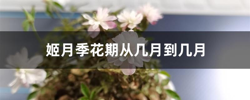 姬月季花期从几月到几月 姬月季花期从几月到几月