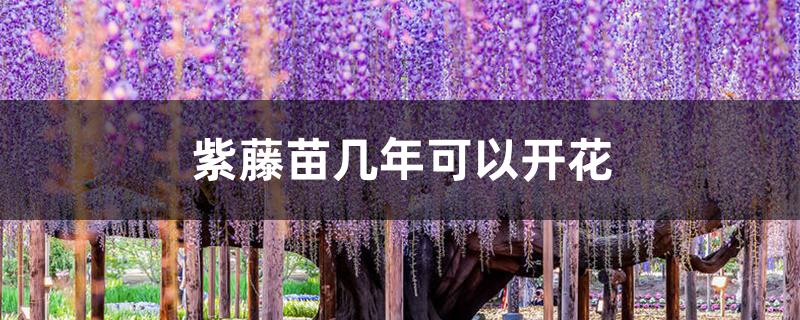 紫藤苗几年可以开花 紫藤苗几年可以开花