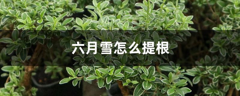 六月雪怎么提根