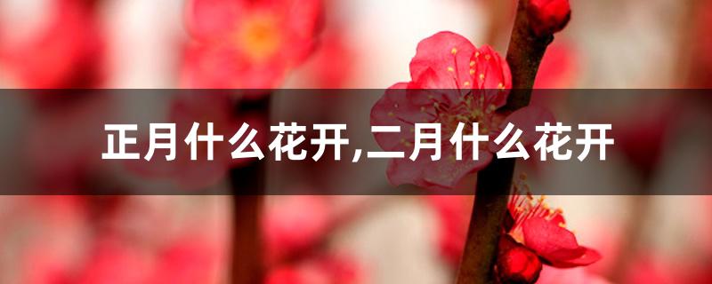 正月什么花开,二月什么花开 正月什么花开,二月什么花开