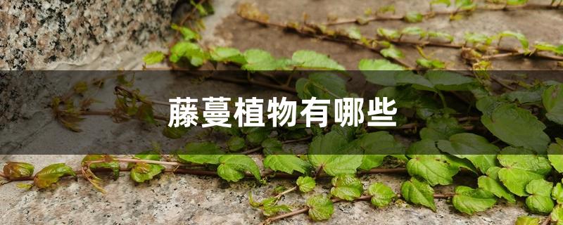 藤蔓植物有哪些 藤蔓植物有哪些