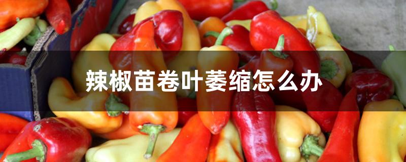 辣椒苗卷叶萎缩怎么办 辣椒苗卷叶萎缩怎么办