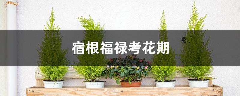 宿根福禄考花期 宿根福禄考花期