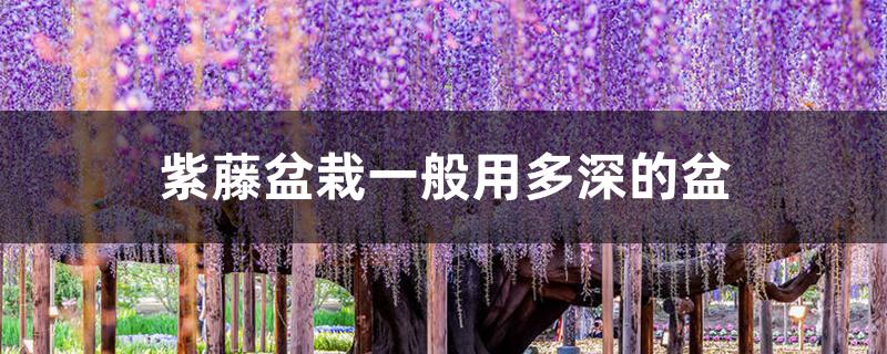 紫藤盆栽一般用多深的盆 紫藤盆栽一般用多深的盆