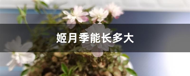 姬月季能长多大 姬月季能长多大
