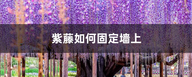 紫藤如何固定墙上