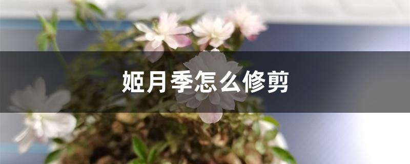 姬月季怎么修剪 姬月季怎么修剪