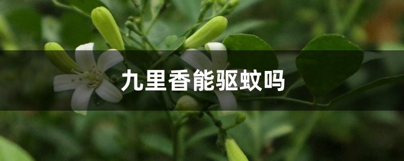 九里香能驱蚊吗 九里香能驱蚊吗
