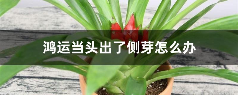 鸿运当头出了侧芽怎么办 鸿运当头出了侧芽怎么办