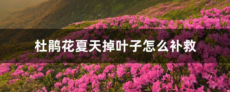 杜鹃花夏天掉叶子怎么补救 杜鹃花夏天掉叶子怎么补救