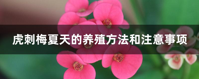 虎刺梅夏天的养殖方法和注意事项 虎刺梅夏天的养殖方法和注意事项