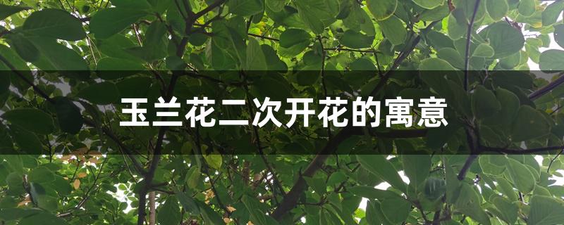 玉兰花二次开花的寓意 玉兰花二次开花的寓意