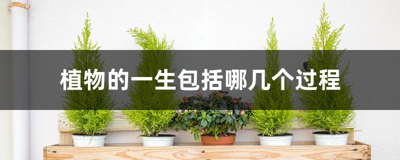 植物的一生包括哪几个过程 植物的一生包括哪几个过程