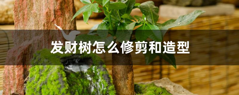 发财树怎么修剪和造型 发财树怎么修剪和造型