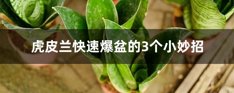 虎皮兰快速爆盆的3个小妙招 虎皮兰快速爆盆的3个小妙招