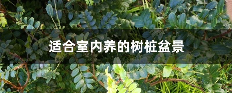适合室内养的树桩盆景 适合室内养的树桩盆景