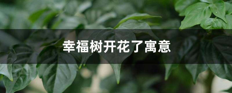 幸福树开花了寓意 幸福树开花了寓意