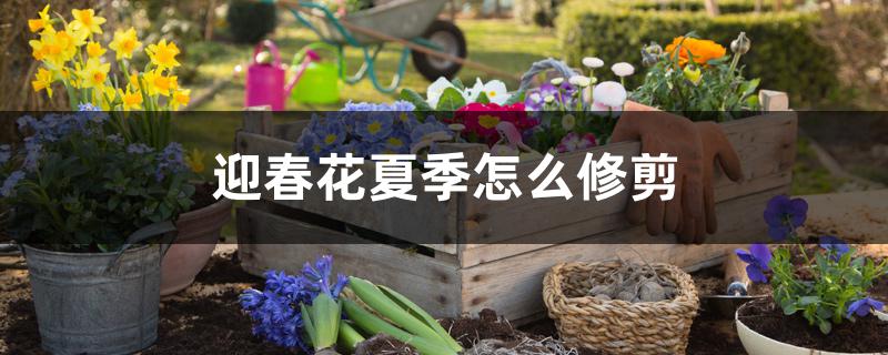 迎春花夏季怎么修剪 迎春花夏季怎么修剪