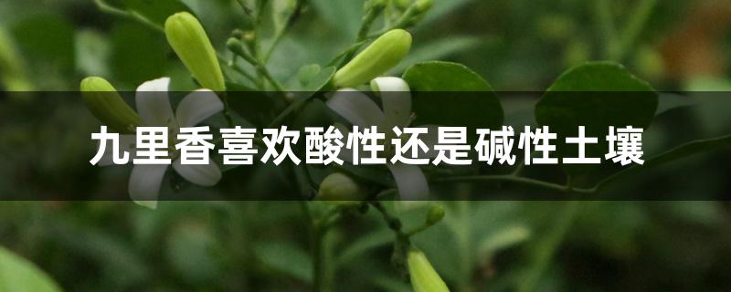九里香喜欢酸性还是碱性土壤 九里香喜欢酸性还是碱性土壤