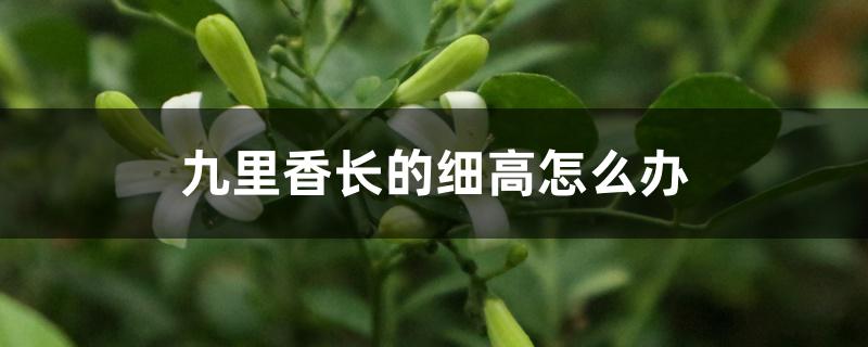 九里香长的细高怎么办 九里香长的细高怎么办