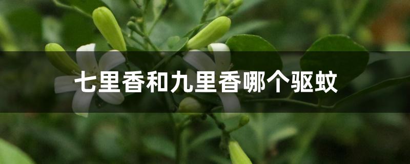 七里香和九里香哪个驱蚊 七里香和九里香哪个驱蚊