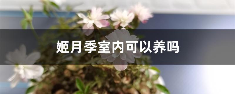 姬月季室内可以养吗 姬月季室内可以养吗