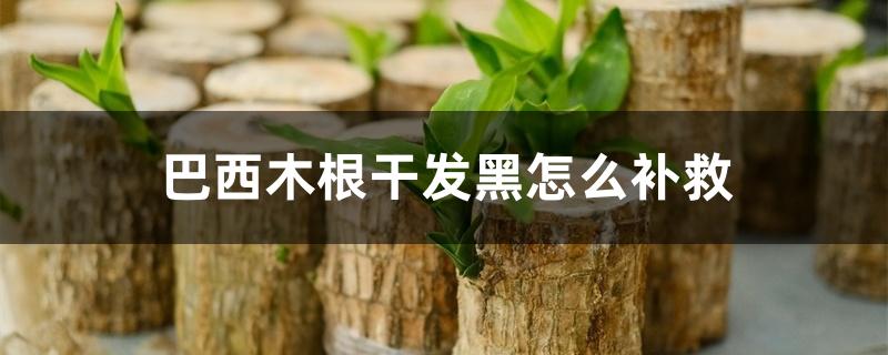 巴西木根干发黑怎么补救 巴西木根干发黑怎么补救
