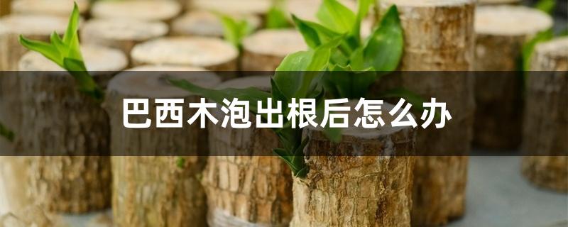 巴西木泡出根后怎么办 巴西木泡出根后怎么办