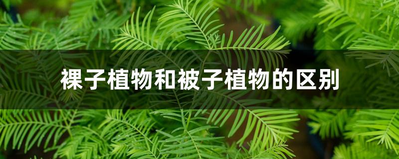 裸子植物和被子植物的区别
