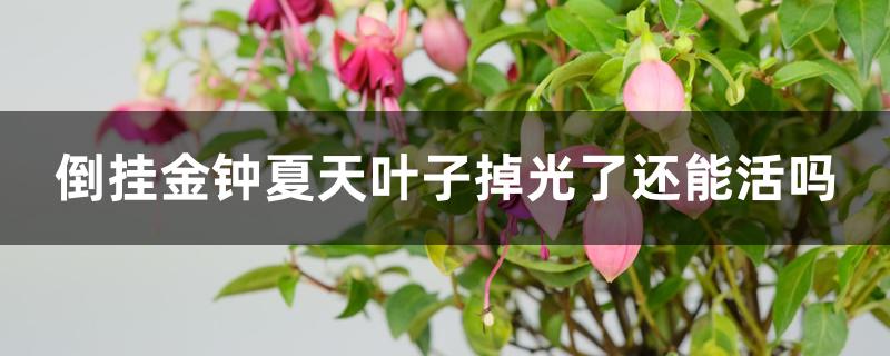 倒挂金钟夏天叶子掉光了还能活吗 倒挂金钟夏天叶子掉光了还能活吗
