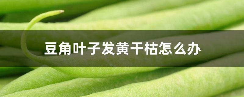 豆角叶子发黄干枯怎么办 豆角叶子发黄干枯怎么办