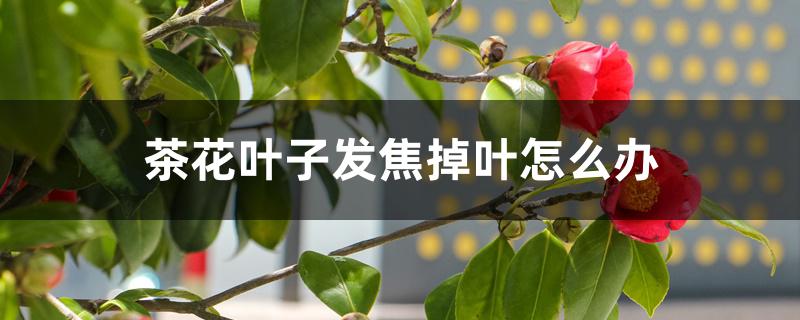茶花叶子发焦掉叶怎么办 茶花叶子发焦掉叶怎么办