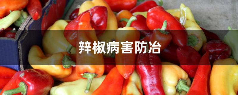 辡椒病害防冶 辡椒病害防冶