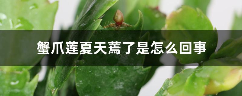 蟹爪莲夏天蔫了是怎么回事 蟹爪莲夏天蔫了是怎么回事