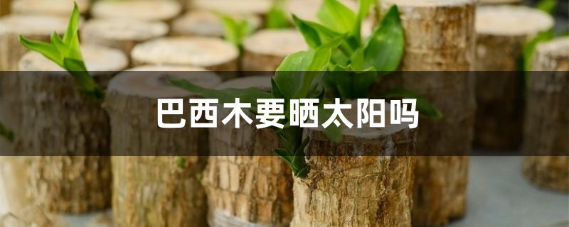 巴西木要晒太阳吗 巴西木要晒太阳吗