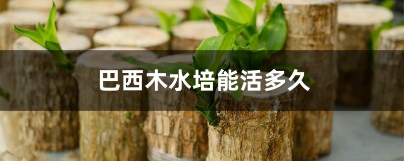 巴西木水培能活多久 巴西木水培能活多久