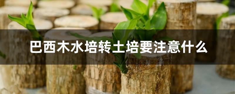 巴西木水培转土培要注意什么