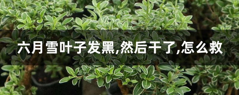 六月雪叶子发黑,然后干了,怎么救 六月雪叶子发黑,然后干了,怎么救