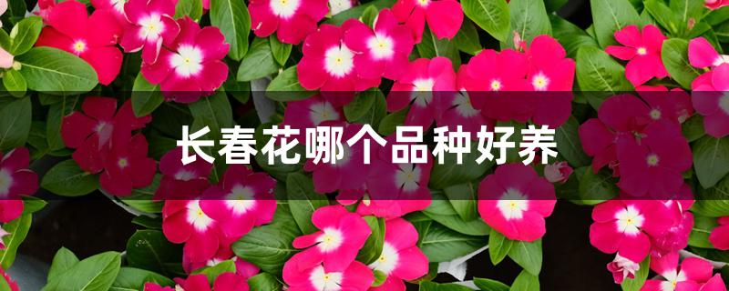 长春花哪个品种好养 长春花哪个品种好养