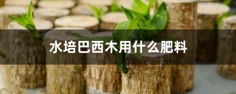 水培巴西木用什么肥料 水培巴西木用什么肥料