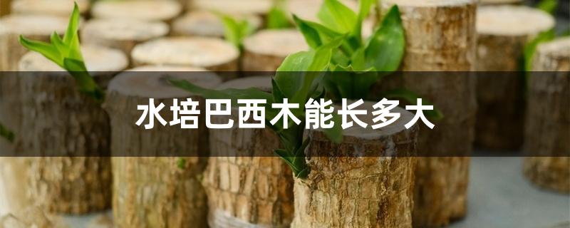 水培巴西木能长多大 水培巴西木能长多大
