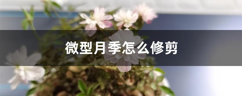 微型月季怎么修剪