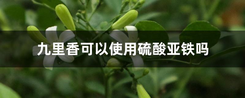 九里香可以使用硫酸亚铁吗